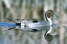 Northern pintail. Photo by USFWS.